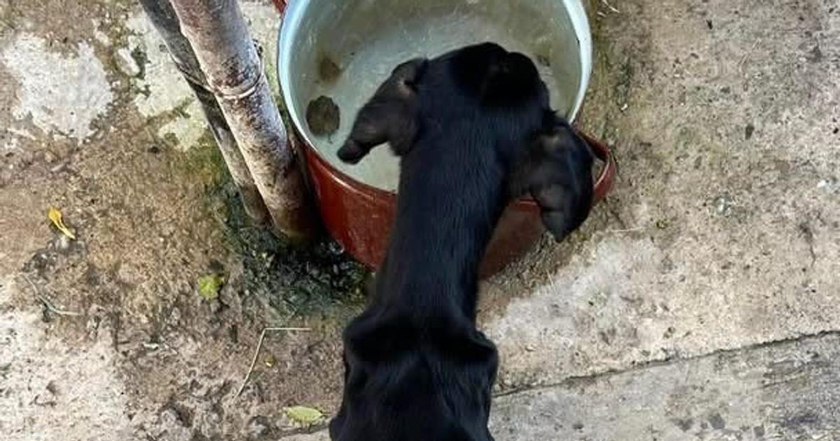 Nechal psa trpiet hladom sud ho poslal do vazenia zubozene zviera zachranil majitel domu ktory si ho vsimol v okne