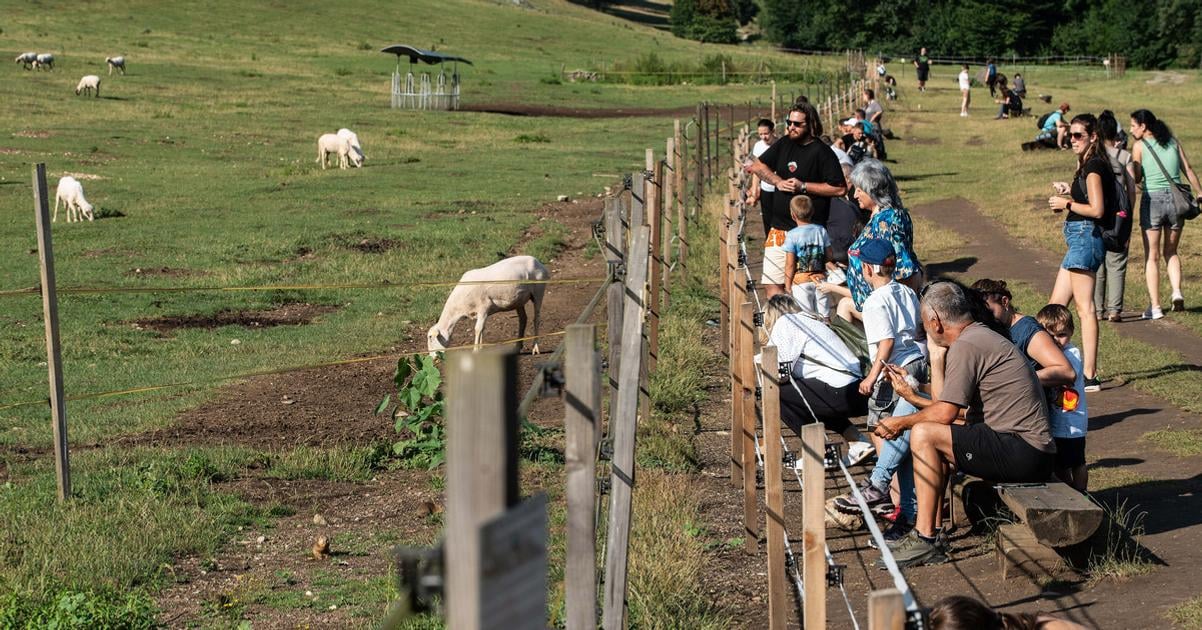 Z kosickeho letiska ich prevazali na Muran takmer tam vyhynuli Syslovisko dnes zamestnava miestnych